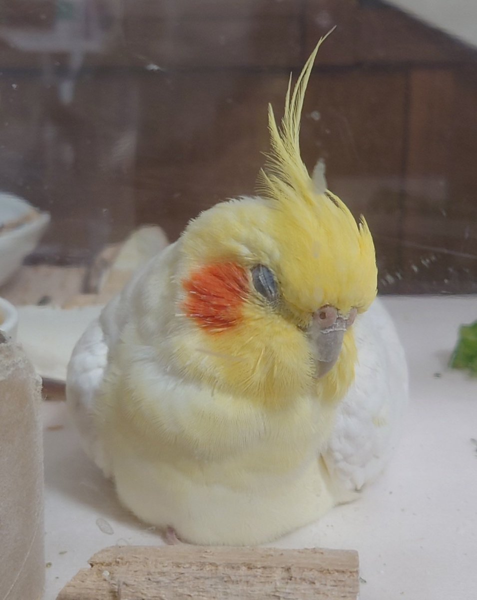 かわいい寝
#オカメインコ