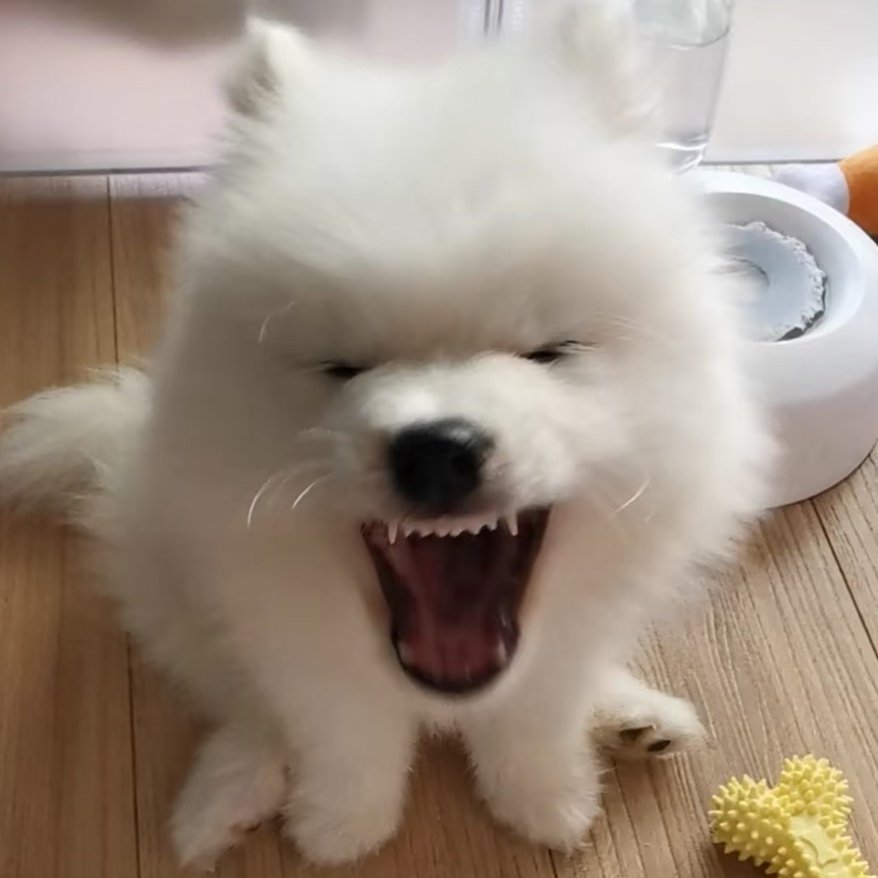 phu_as_samoyed's tweet image. 😆
#PHUTATCHAI