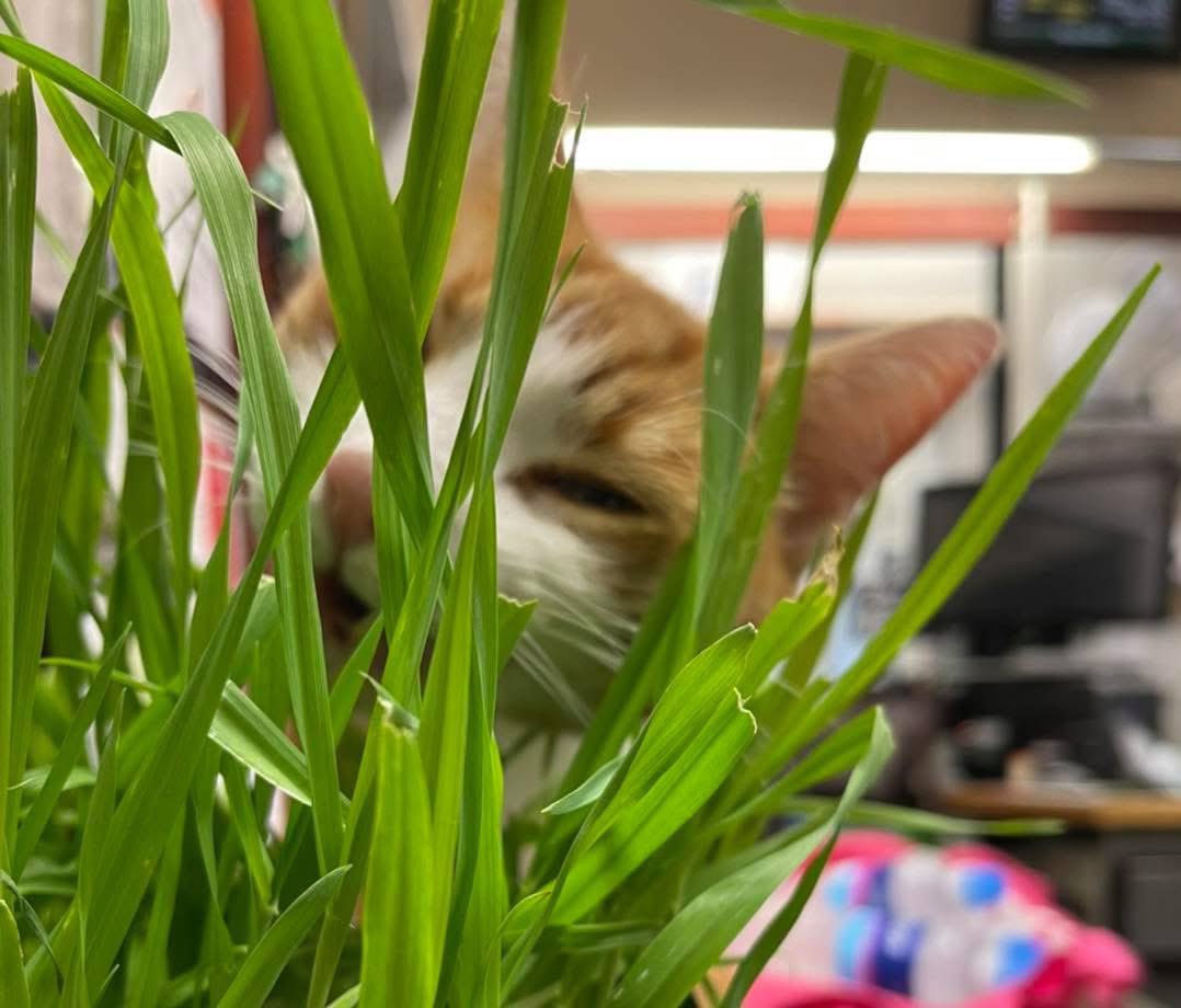 TheStourbridge's tweet image. Some say I’m just a cat at a station.
Meownself says I’m a tiger… stalking the undergrowth of office jungle.
Chompy- chomp-chomp………
#cats #Cat #CatsOnTwitter #CatsOfTwitter