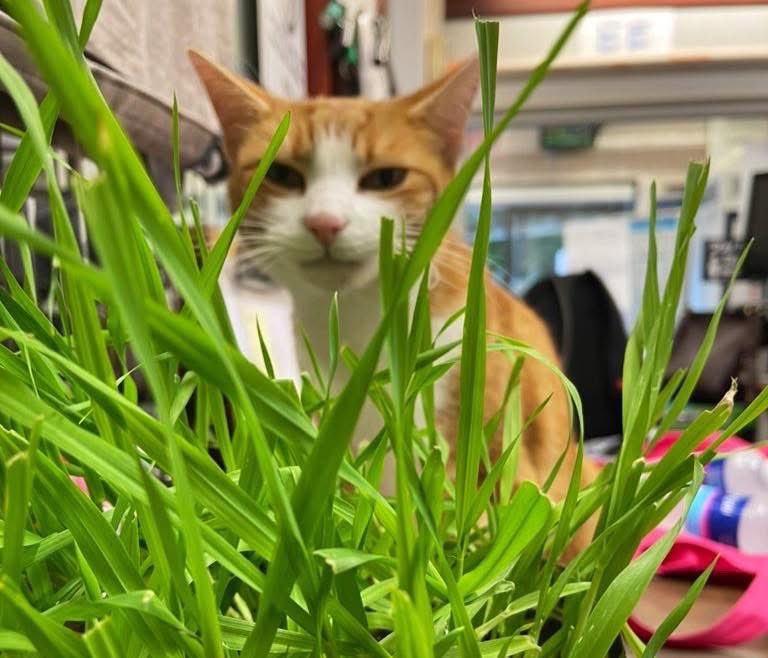 TheStourbridge's tweet image. Some say I’m just a cat at a station.
Meownself says I’m a tiger… stalking the undergrowth of office jungle.
Chompy- chomp-chomp………
#cats #Cat #CatsOnTwitter #CatsOfTwitter