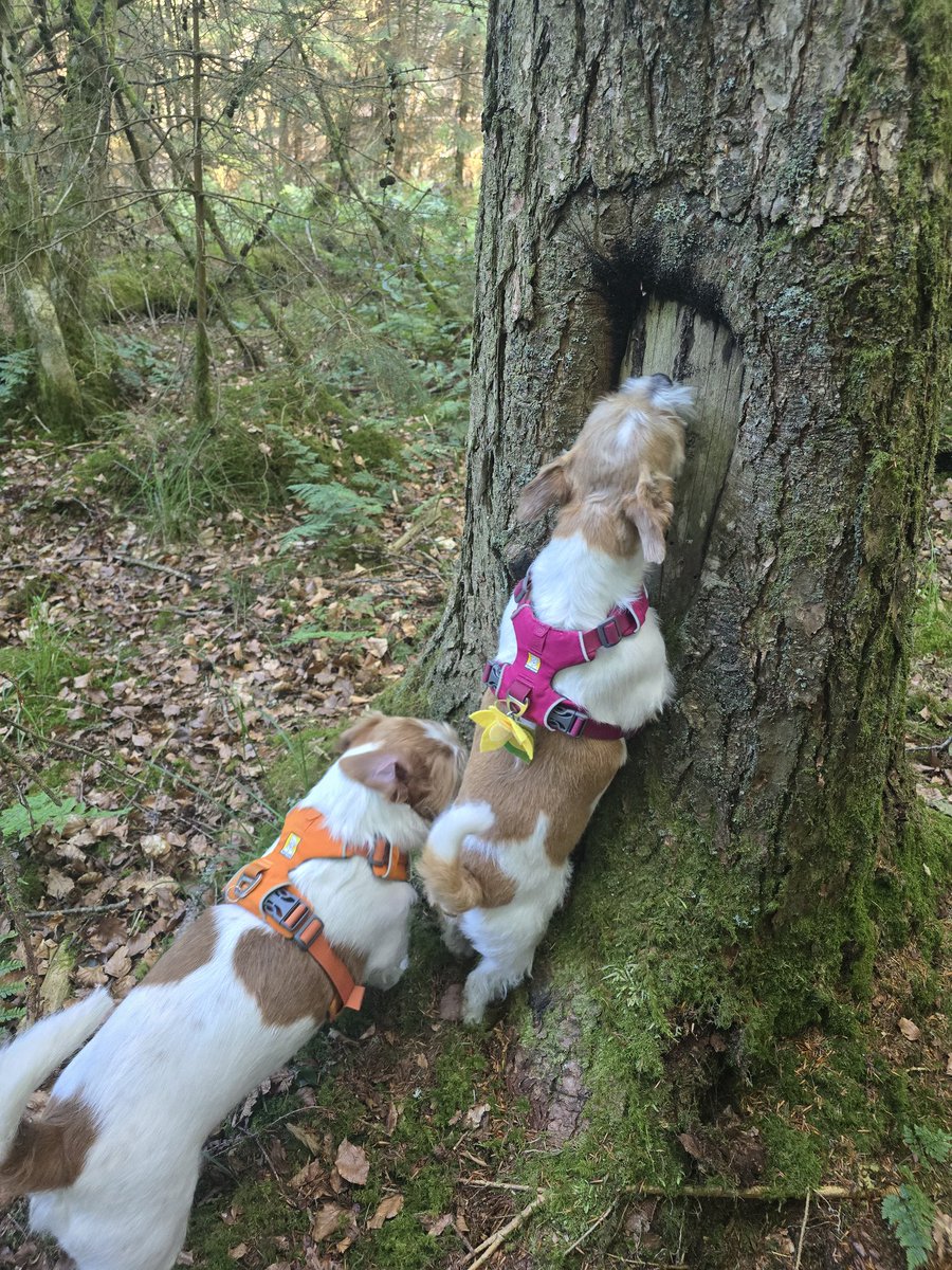 Knock knock, anyone there?? #dogsofX