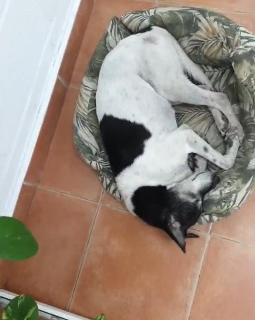 #Huelva
Este abuelito apareció hace unos días en la gasolinera de un pueblo, después se fue a un taller.
Lo han bañado y desparasitado, lo han dejado dormir dentro y hoy tiene, ya que salir y se queda en la calle. 

No podemos ayudarle, las adopciones están muy paradas y no hay