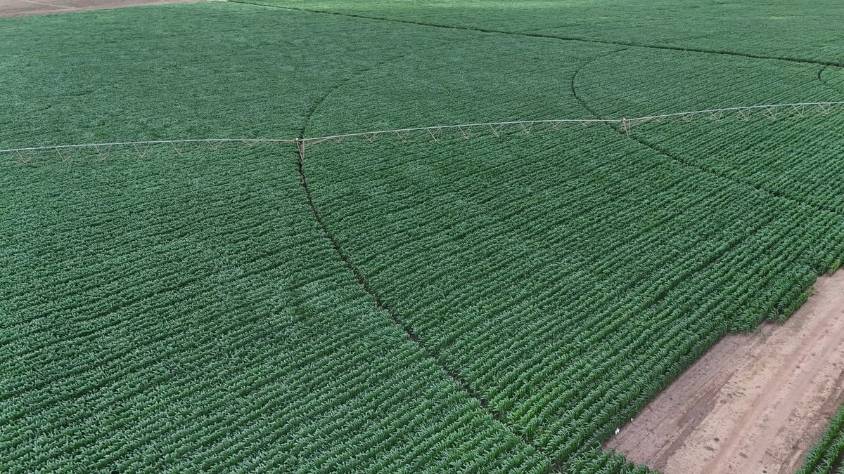 Belive_Kinuthia's tweet image. FINALLY!!!
This is the Galana-Kulalu Food Security Project that has finally taken off after so many failed starts.