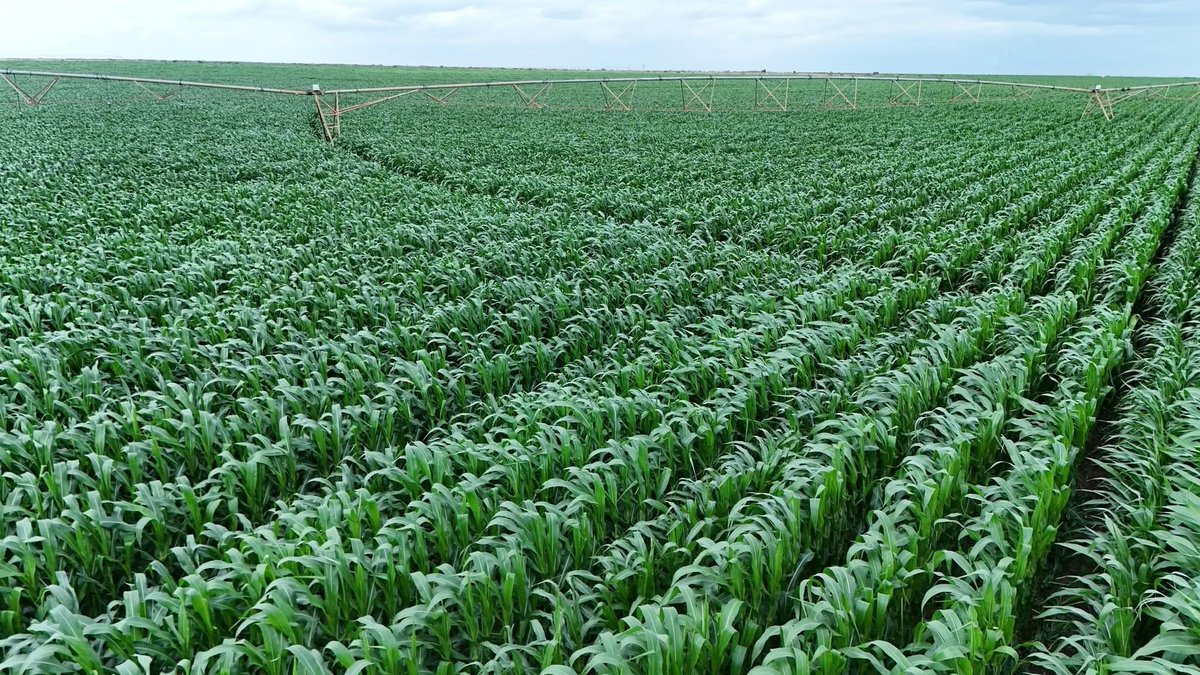 Belive_Kinuthia's tweet image. FINALLY!!!
This is the Galana-Kulalu Food Security Project that has finally taken off after so many failed starts.
