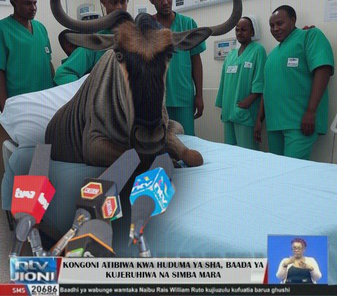 Asswetooo's tweet image. One of the wildebeests launched yesterday is being treated under SHA after being injured by a crocodile as they were crossing the river to be registered as voters before migrating