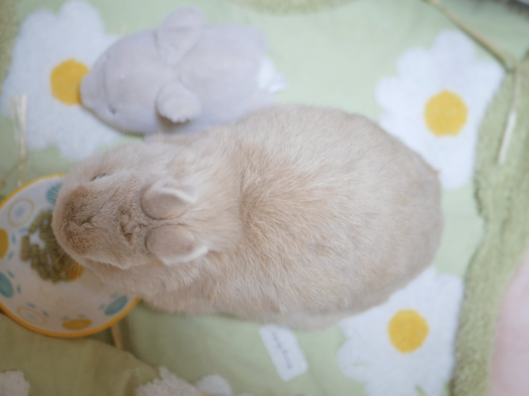 うさぎのひのき🌳 Hinoki bunny on X: 