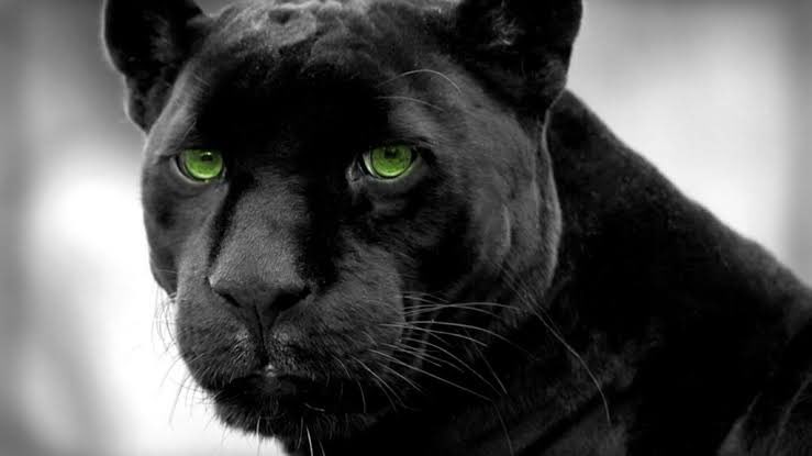jootawaala's tweet image. Night prowl in style.
