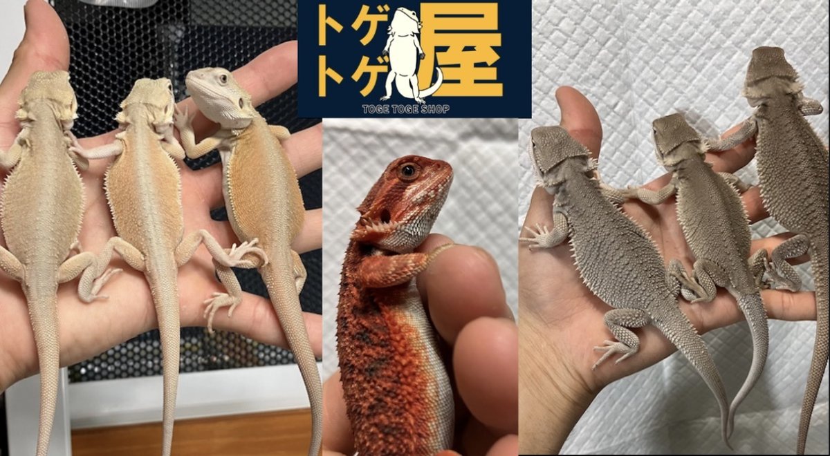 exoticreptilexp's tweet image. ☆7/27(日)に開催されるEXPO東京浅草開催がいよいよ2日後となりました!
トゲトゲ屋さんを紹介致します♪
愛知県豊橋市でフトアゴヒゲトカゲのブリーダーをしています。
自家繁殖メインで販売を行なってい... 詳しくは 2su.jp/0UUE