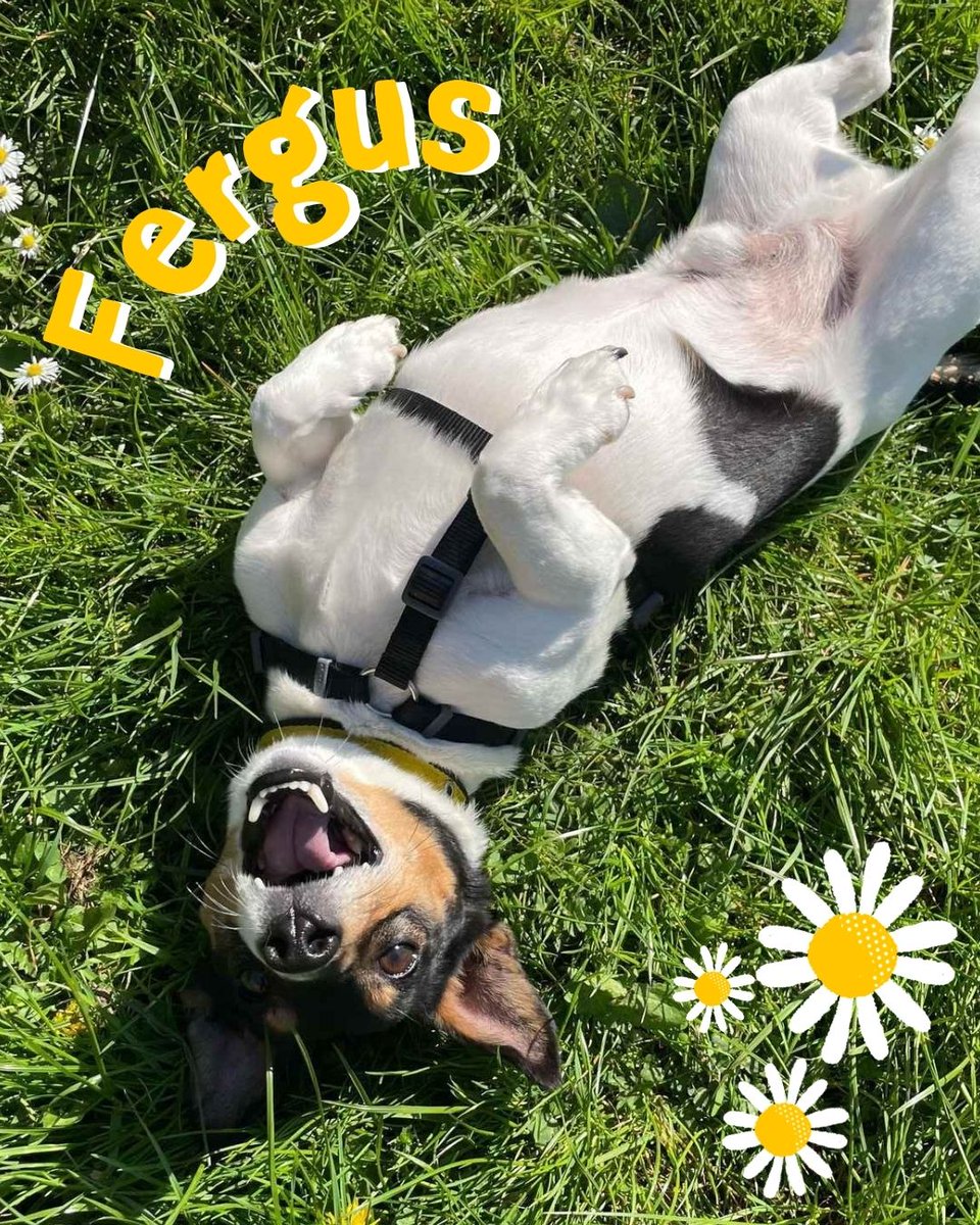 Where do we start with our wee Fergus? Small in stature but filled to the brim with terrier personality, Fergus is adored by all his friends💛

He can take a while to trust people, and being a sensitive little guy he likes to check out new places and people at his own pace🥺