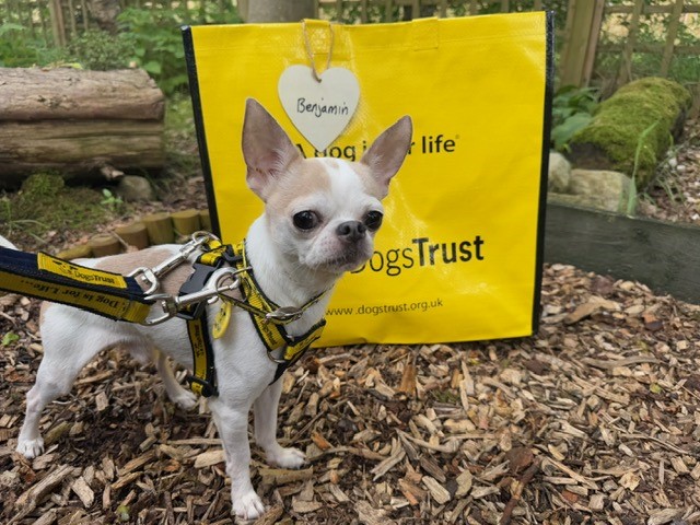 DogsTrust West Calder (Edinburgh) (@dt_westcalder) on Twitter photo Benjamin was over the moon to be heading off to his furever home this morning! 😁 Good luck little fella 🥰🐾
#BigYellowBagDay
#AdoptDontShop
#ADogIsForLife
<a href="/DogsTrust/">Dogs Trust 💛🐶</a> Benjamin was over the moon to be heading off to his furever home this morning! 😁 Good luck little fella 🥰🐾
#BigYellowBagDay
#AdoptDontShop
#ADogIsForLife
<a href="/DogsTrust/">Dogs Trust 💛🐶</a>