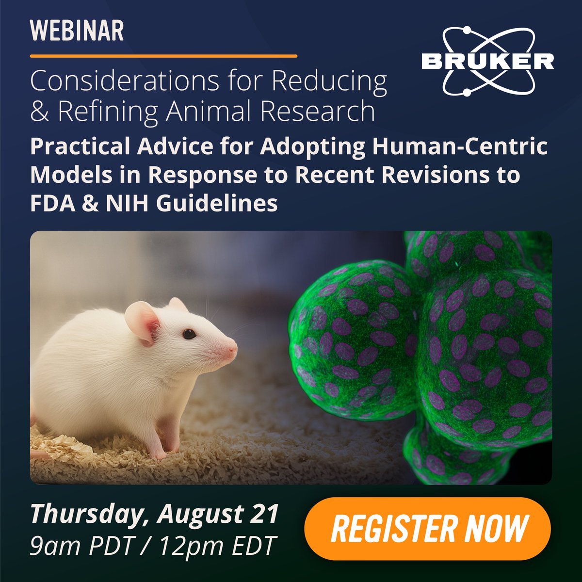 bruker's tweet image. Join us for a free webinar on August 21 at 6 PM CEST, where we'll provide practical guidance on refining animal #research by integrating human-centric models, such as organoids, computational simulations & organ-on-a-chip systems.
Register here: goto.bruker.com/40XNzu7
@specimg