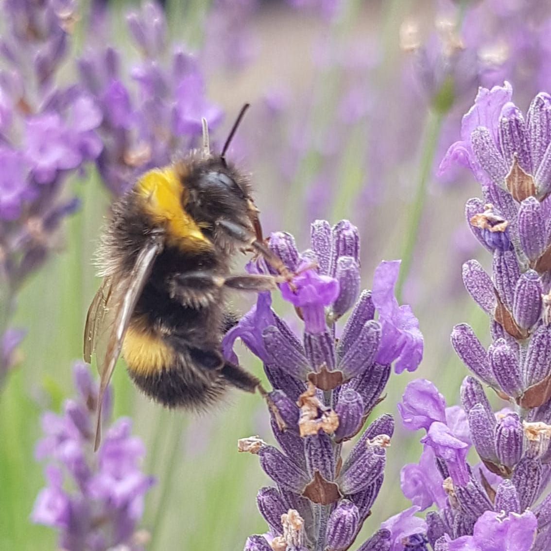 DevonWildlife's tweet image. Have you seen any busy bees recently? 🐝 

Download our free guides on how to support bees and other insects in your garden, school, and community 👇 
buff.ly/OeQ8V5h 

#ActionForInsects

📷: Katie at DWT