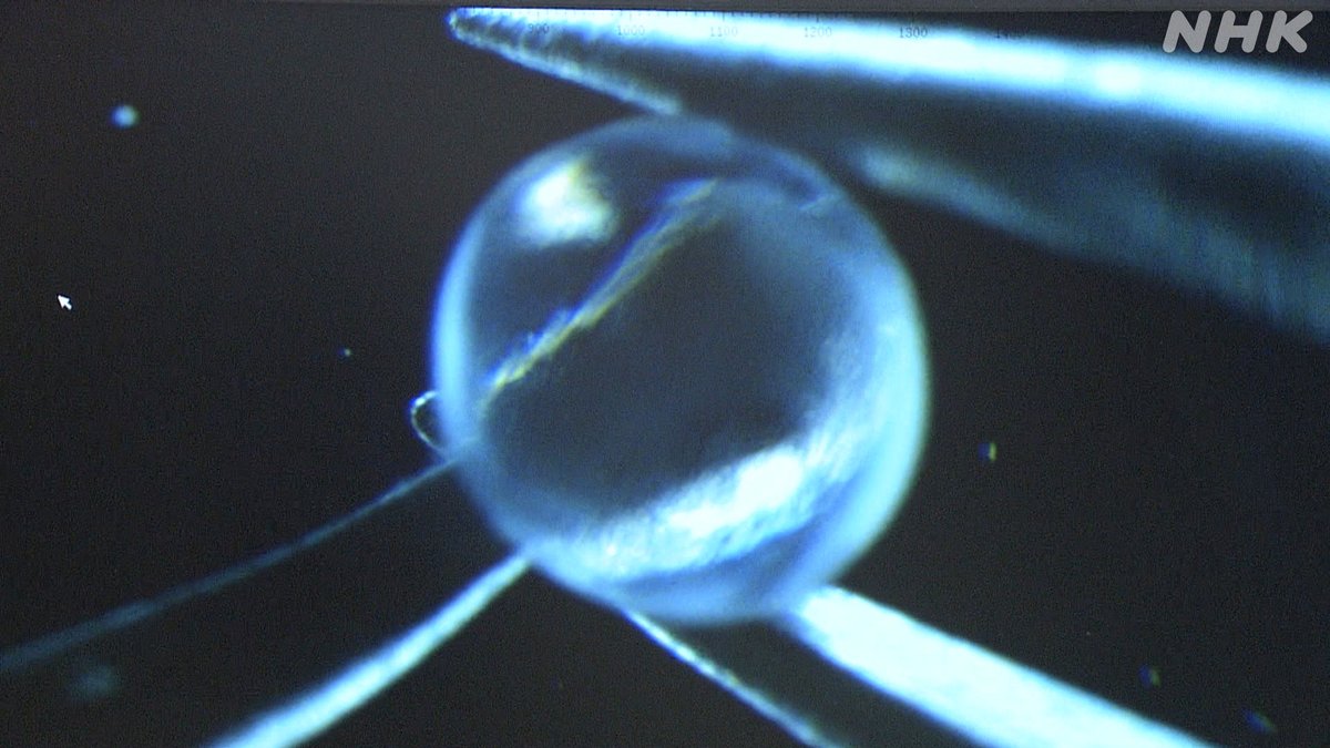 nhk_sciencezero's tweet image. 📺再放送は あす 午前11時〜[Eテレ]
#サイエンスZERO
◤科学の力で“透明人間”も夢じゃない！◢

光工学、医学、細胞生物学…

さまざまな分野で“透明化”の研究に本気で取り組む科学者と
驚きの技術に迫ります！

／
見逃し配信は
27(日) 夜11:59 まで
＼
nhk.jp/p/zero/ts/XK5V…