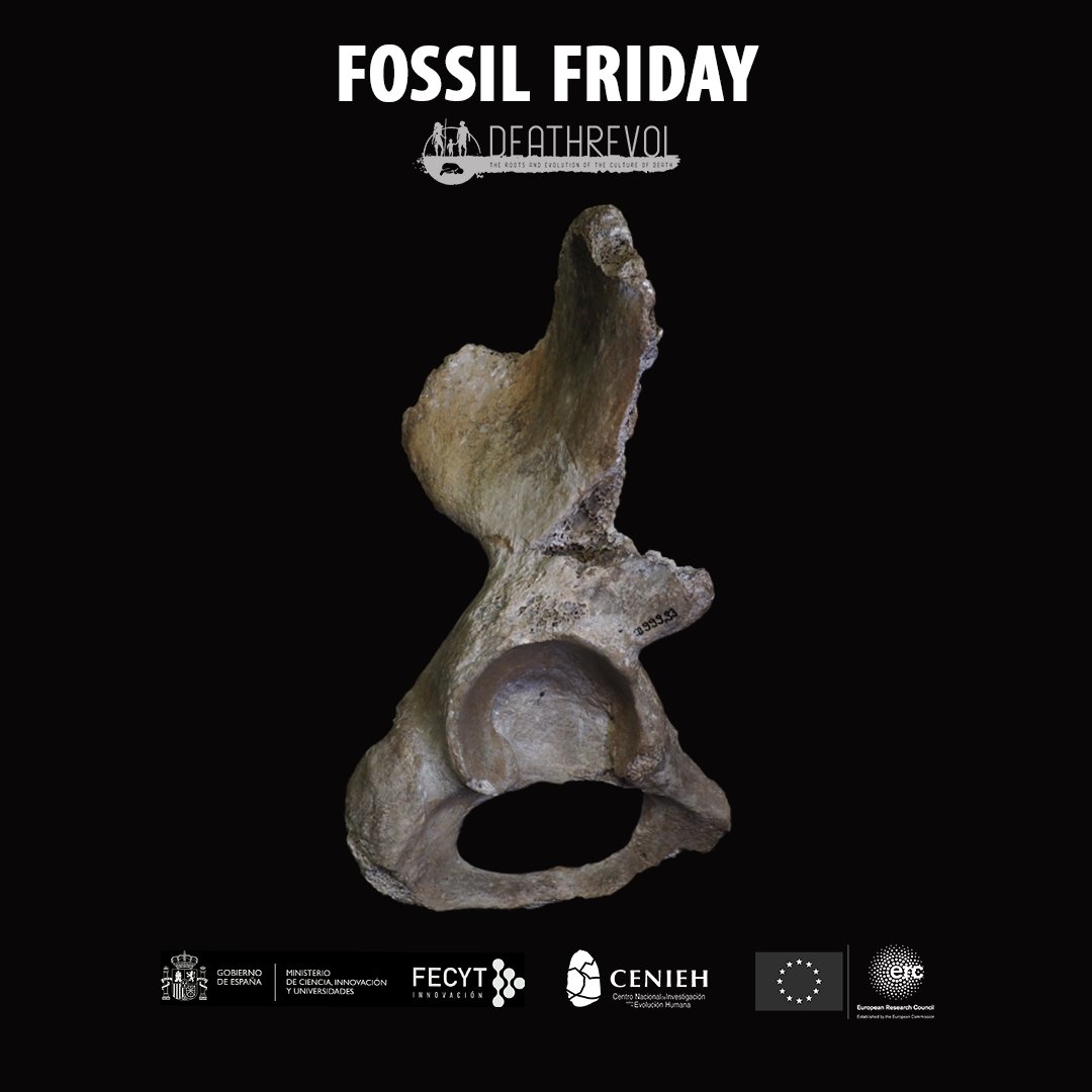 DEATHREVOL1's tweet image. Bonn-Oberkassel 2- coxae. 𝘏𝘰𝘮𝘰 𝘴𝘢𝘱𝘪𝘦𝘯𝘴. 14 ka Upper Palaeolithic. Germany #FossilFriday
Courtesy of the LVR-LandesMuseum
@ERC_Research @FECYT_Ciencia @CENIEH