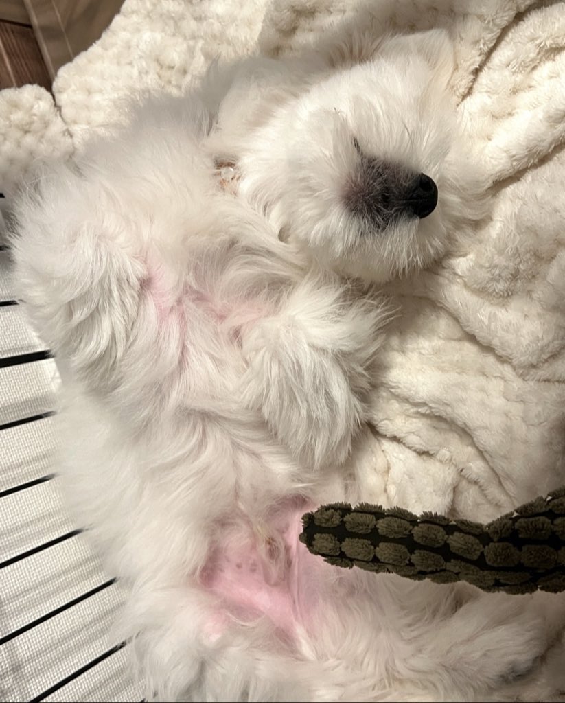 _kinarinari's tweet image. 見事なひねりとピンクのおなか