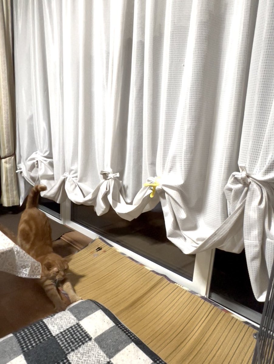 KuloxCha's tweet image. カーテン閉めたい…
けど暑いし、猫ちゃん達にお外見ながら涼ませてあげたい…
辿り着いた答えが、この窓際デザインだと母は語る
思いやりの貴族カーテンと呉座に感謝🥂🐈