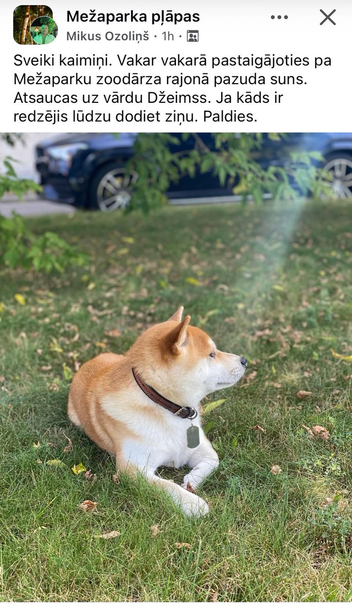 Kaimiņu <a href="/Mezaparka/">Mezaparks</a> apkaimē pazudis suns. <a href="/Zoopolicija/">Dzivniekupolicija</a>