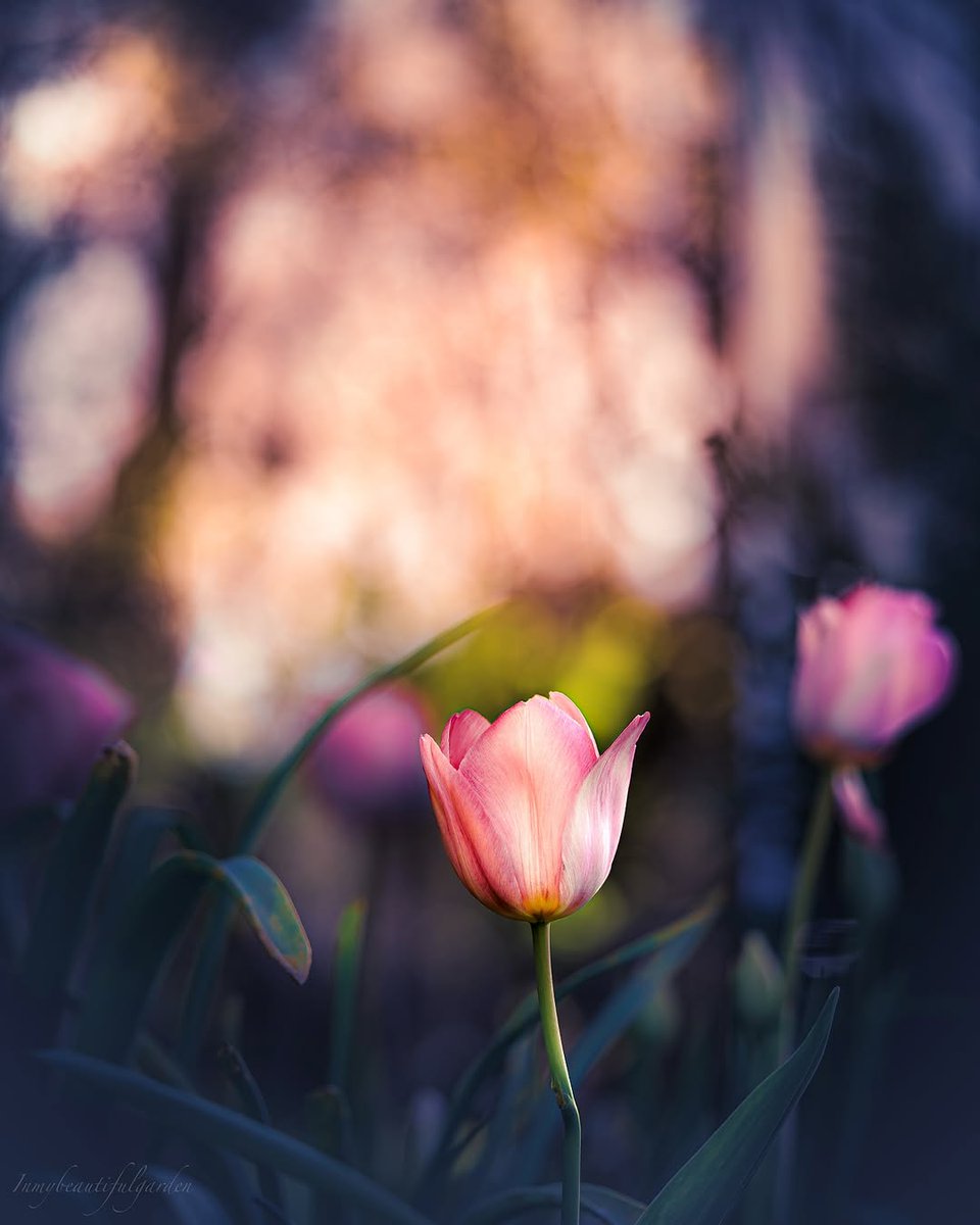 “We turn not older with years, but newer every day.”

~ Emily Dickinson

Greet each day with a sense of wonder &amp; possibility.♡
·

© Inmybeautifulgarden