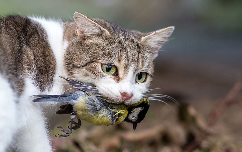 huismuizen's tweet image. Provincie Utrecht heeft de studie afgerond naar een diervriendelijke oplossing voor zwerfkatten. Volgens de studie is castreren en herplaatsen effectief. Doden is onnodig! Bv in Friesland werden er in 2023 en 2024 totaal 553 doodgeschoten door jagers. Leest u mee @ProvincieFR !