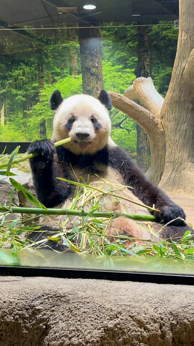 R19088156's tweet image. 今日はちょこっとだけ上野動物園に行ってから、ひーちゃんとランチしてきました🍽️
久しぶりにいっぱい話たけど、喋り足りなかったー🤣✨✨✨
ひーちゃんの猗窩座おでちゃんと一緒にぬい撮りさせてもらい、うちの子たちも喜んでいました😊🐼💖💕