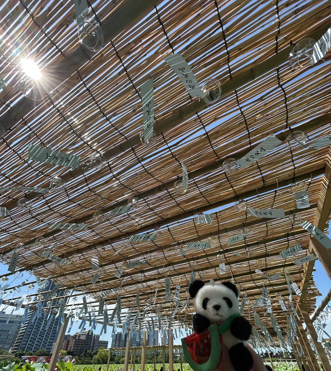 R19088156's tweet image. 今日はちょこっとだけ上野動物園に行ってから、ひーちゃんとランチしてきました🍽️
久しぶりにいっぱい話たけど、喋り足りなかったー🤣✨✨✨
ひーちゃんの猗窩座おでちゃんと一緒にぬい撮りさせてもらい、うちの子たちも喜んでいました😊🐼💖💕