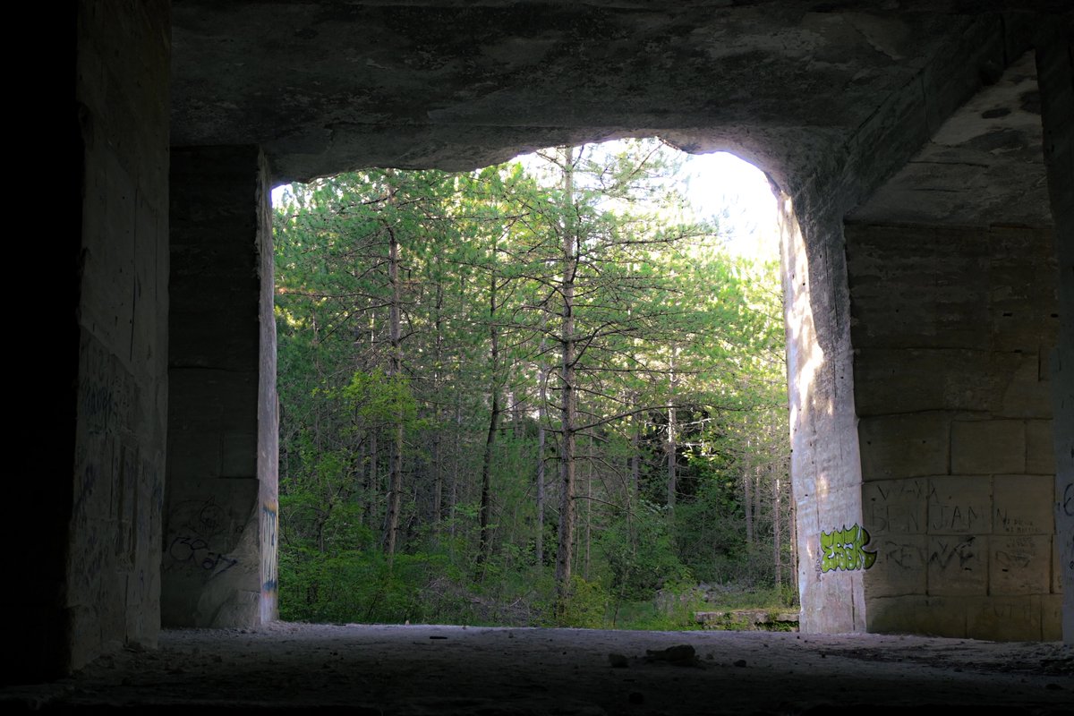vivrelamer's tweet image. pretty forest
