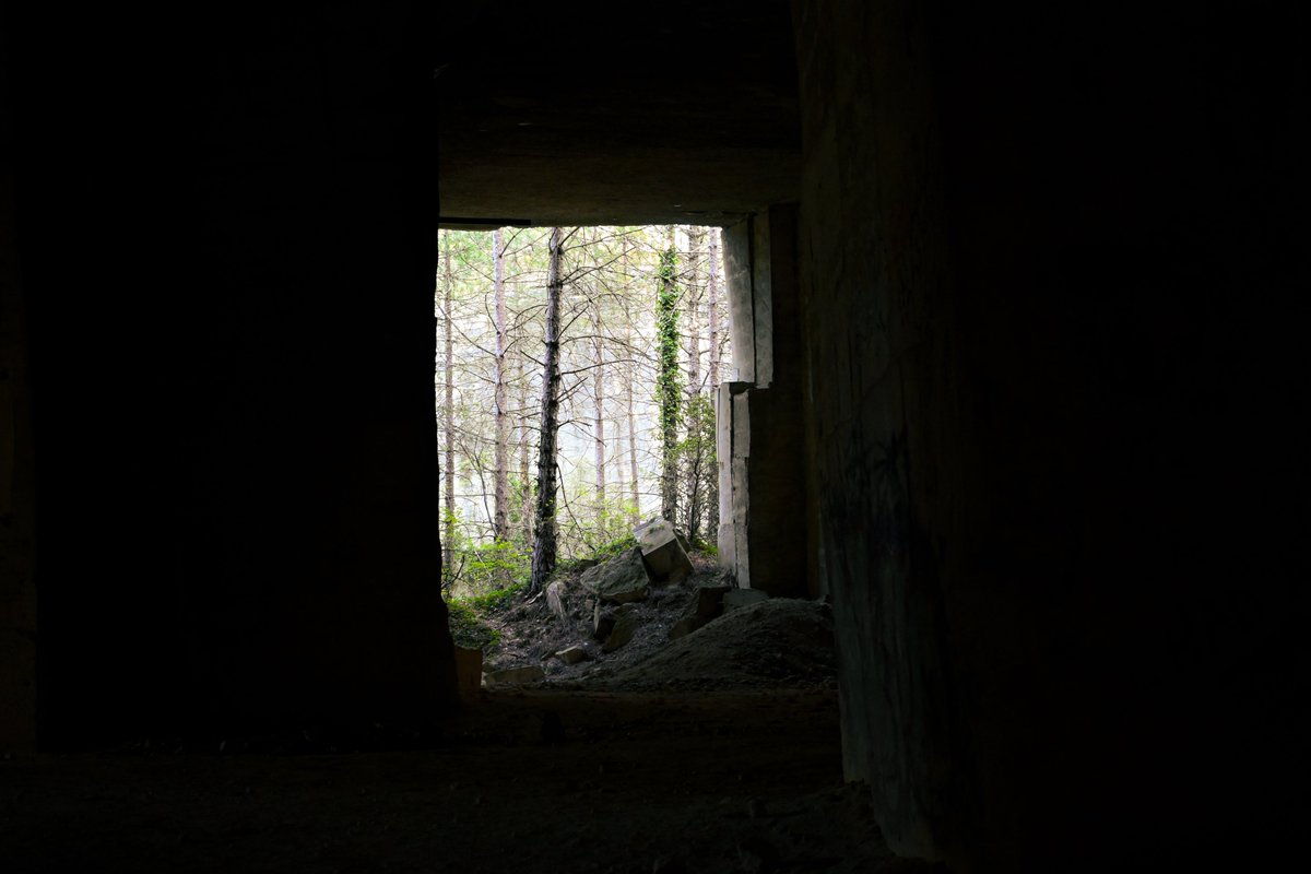 vivrelamer's tweet image. pretty forest