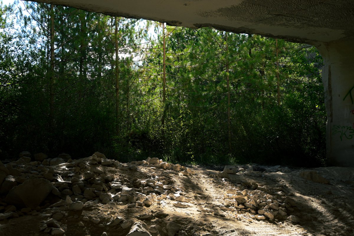 vivrelamer's tweet image. pretty forest