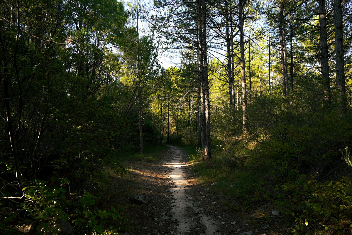 vivrelamer's tweet image. pretty forest