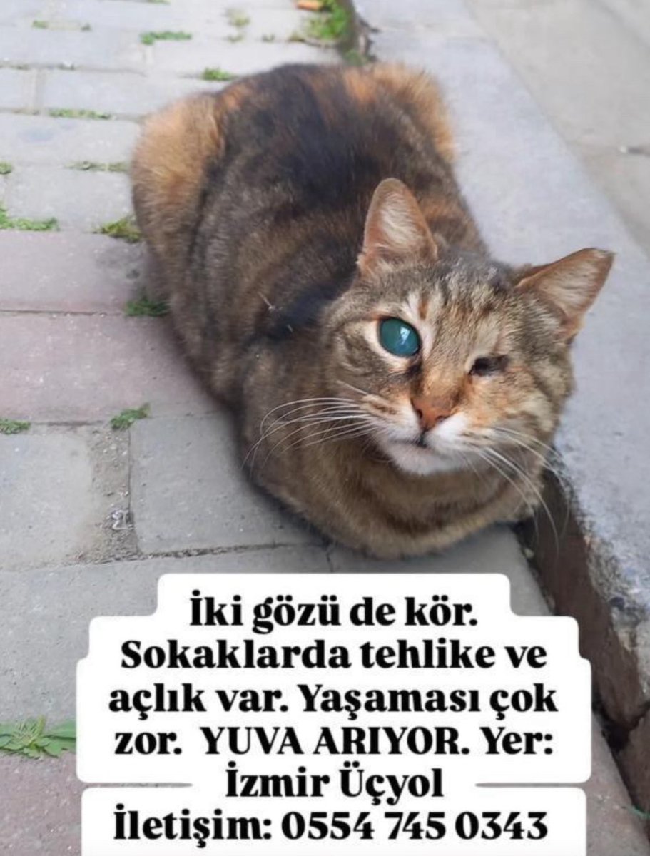 İzmir üçyol sokakta kör kedi yuva arıyor