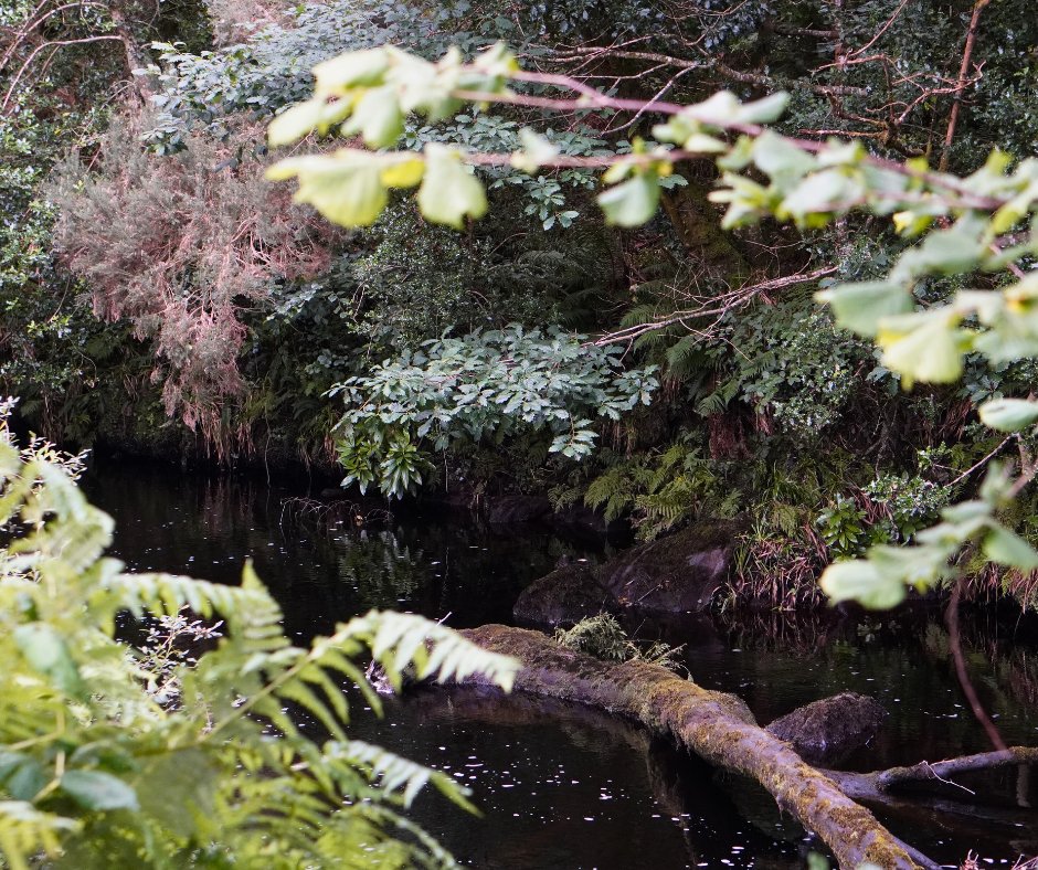 WatersProgramme's tweet image. We spent some time this week with the Abhainn Dá Loilíoch Woodland Group in Galway, hearing about the excellent work they are doing in the area.
Gabrielle Bolster, from the group, explained how they are using LAWPRO funding to preserve and extend the river's Blue Dot status. 🔵