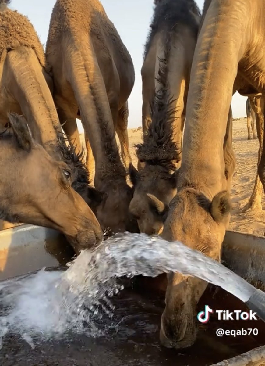 من أجمل الصور 👇🏻
