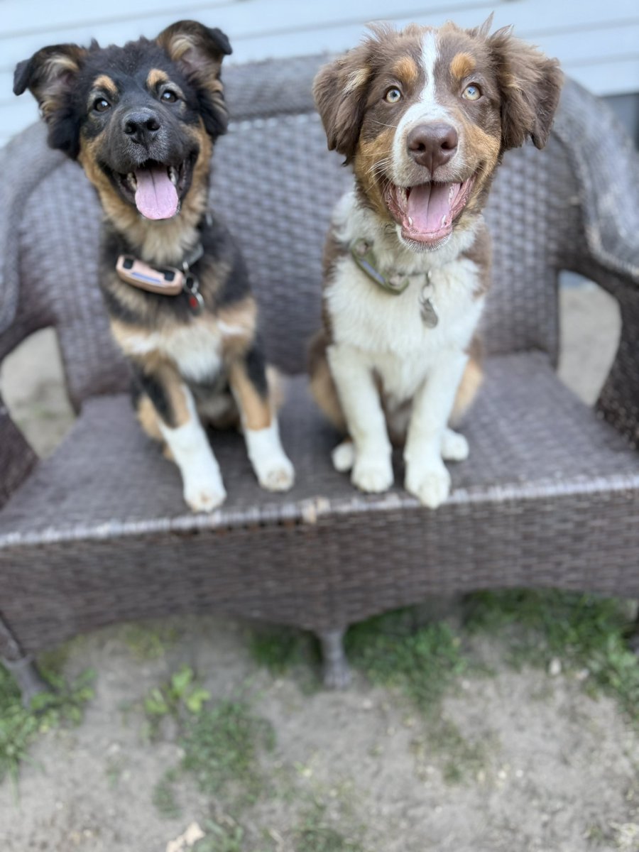 Puppies are getting big!