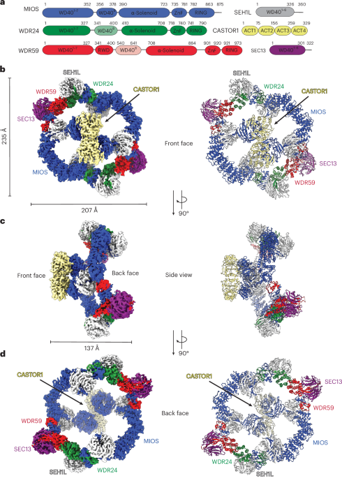 NatureSMB's tweet image. New online! Structural basis for mTORC1 regulation by the CASTOR1–GATOR2 complex bit.ly/4lNDjwM