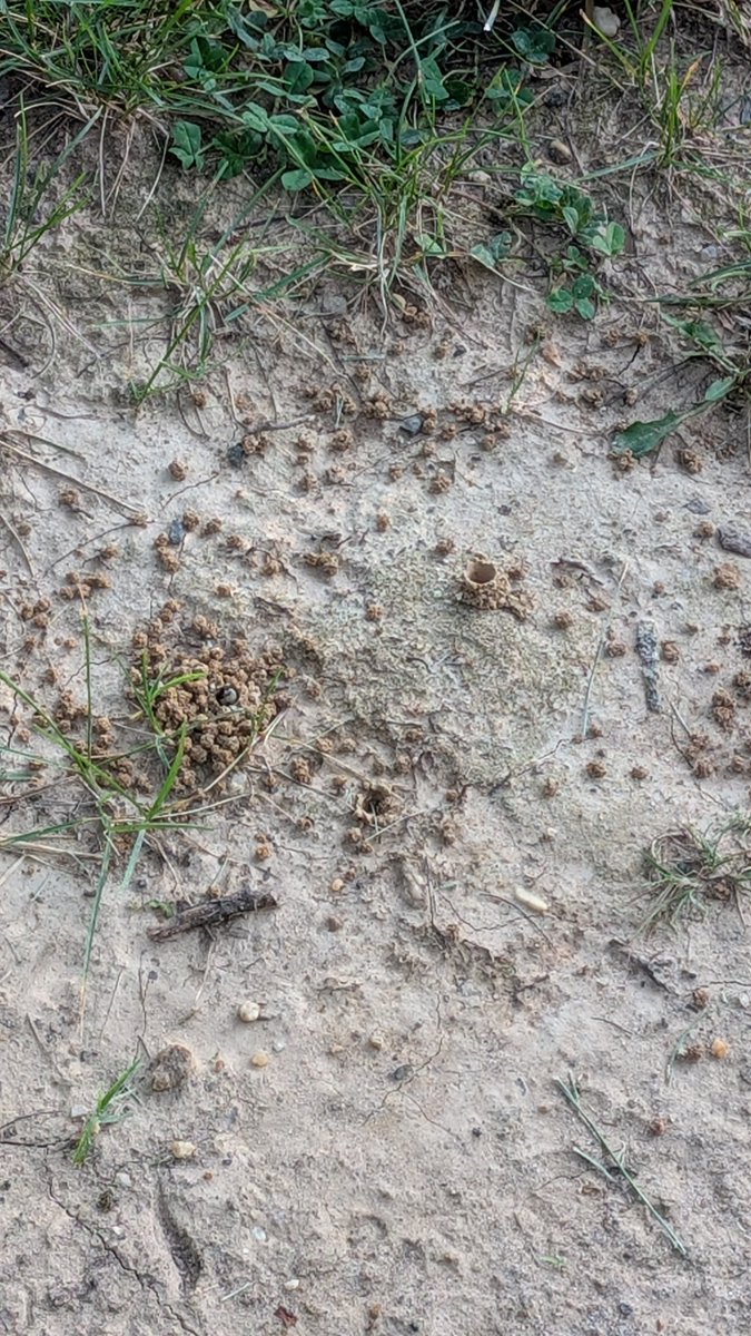 SnowintheKnow's tweet image. I don't mind having ground bees, the planet really needs them. I just don't think my front porch is the best location. How can I peacefully encourage them to consider another location? With so many kids around there is bound to be a "misunderstanding". 😓🐝 @VankoVision