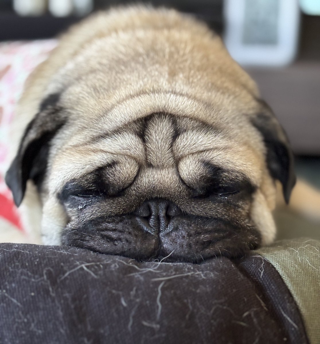 chachamaru_pug's tweet image. 今日も平和だね

#pug #パグ