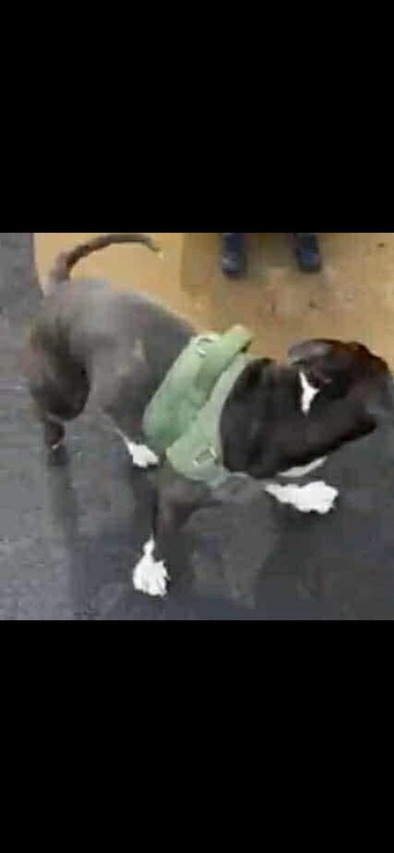 Rosie Doc (@rosiedoc666) on Twitter photo Elderly man with #dementia has lost his dog we think a man called Jason has taken it from him at this present time midday 24/7.area is #walworthroad #London #Se173jx
He has a distinctive mark see photos . Possibly wearing a green harness .
☎️07929565587
<a href="/JacquiSaid/">Dogs of Tooting 1</a> <a href="/CrimeLdn/">London & UK Street News</a> Elderly man with #dementia has lost his dog we think a man called Jason has taken it from him at this present time midday 24/7.area is #walworthroad #London #Se173jx
He has a distinctive mark see photos . Possibly wearing a green harness .
☎️07929565587
<a href="/JacquiSaid/">Dogs of Tooting 1</a> <a href="/CrimeLdn/">London & UK Street News</a>