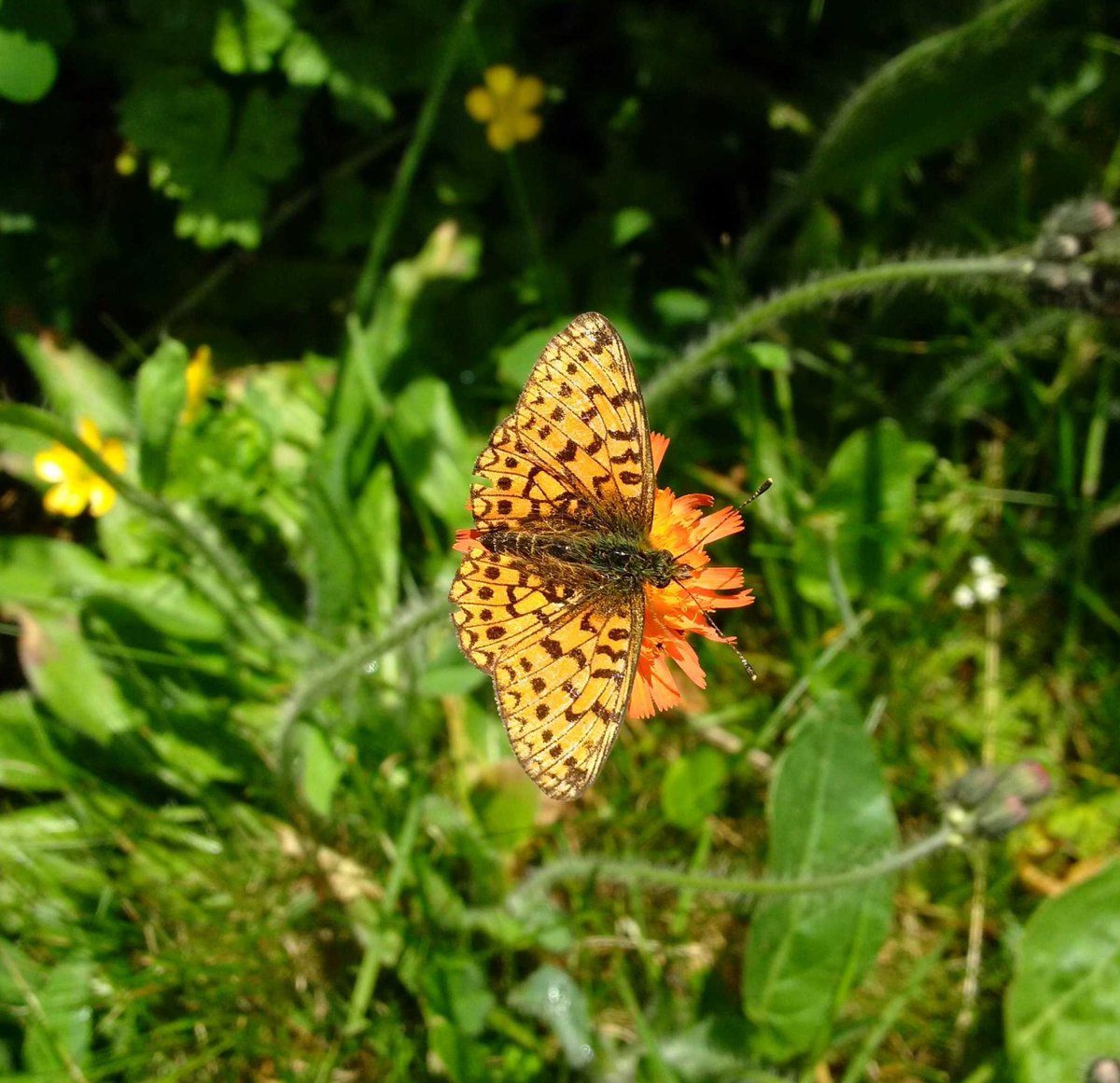 BardCumberland's tweet image. #WordoftheDay : fuzzy-ganny
is caterpillar in Cumbrian dialects
some day that caterpillar will wake up as a butterfly or moth, so it's often associated with transformative magic
bardofcumberland.com/folklore/
#folklore #nature #Cumbria
📷 by me