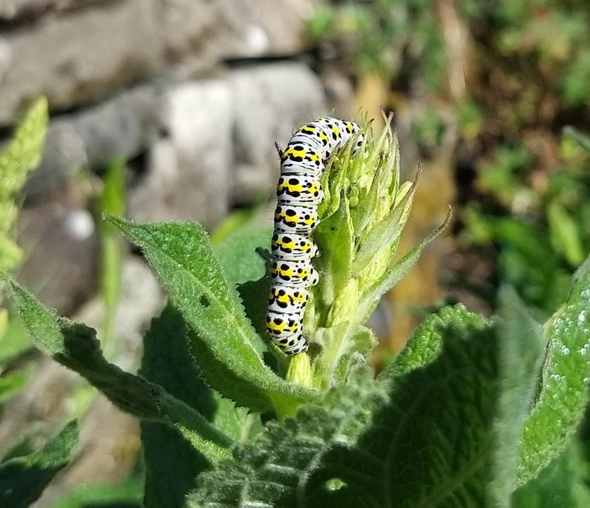 BardCumberland's tweet image. #WordoftheDay : fuzzy-ganny
is caterpillar in Cumbrian dialects
some day that caterpillar will wake up as a butterfly or moth, so it's often associated with transformative magic
bardofcumberland.com/folklore/
#folklore #nature #Cumbria
📷 by me