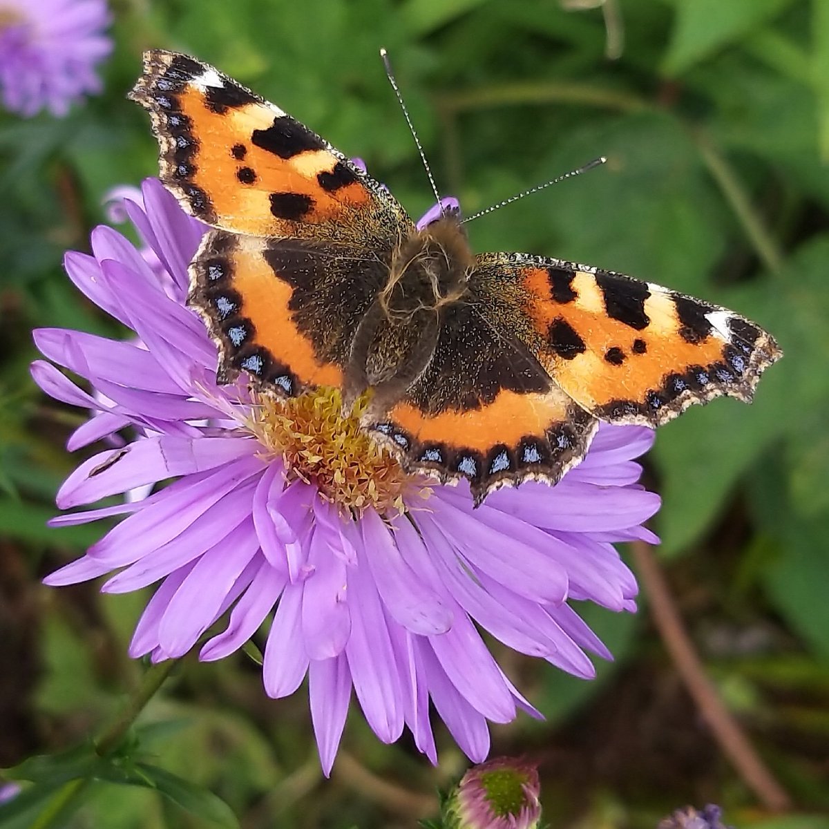 BardCumberland's tweet image. #WordoftheDay : fuzzy-ganny
is caterpillar in Cumbrian dialects
some day that caterpillar will wake up as a butterfly or moth, so it's often associated with transformative magic
bardofcumberland.com/folklore/
#folklore #nature #Cumbria
📷 by me