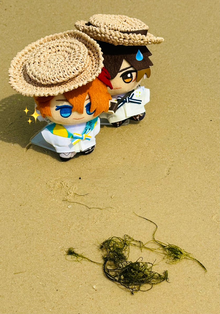 ooedogyuudon's tweet image. 🏖️
先生見て！！海藻だよ