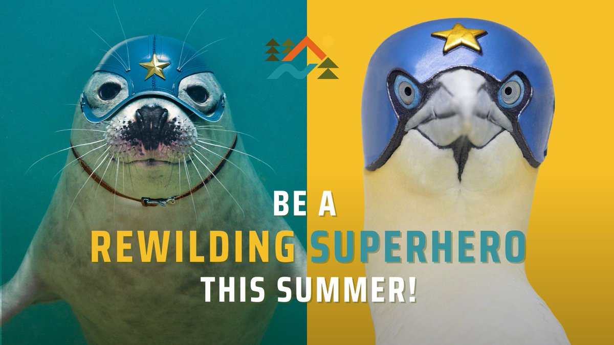 ScotRewilding's tweet image. 🦸 The rewilding movement’s superpower? You.
Across Scotland, people are standing up for rewilding: writing to MSPs, meeting them face-to-face and helping put nature back where it belongs: at the heart of Scottish politics.
And it’s working. Politicians are listening.
The…