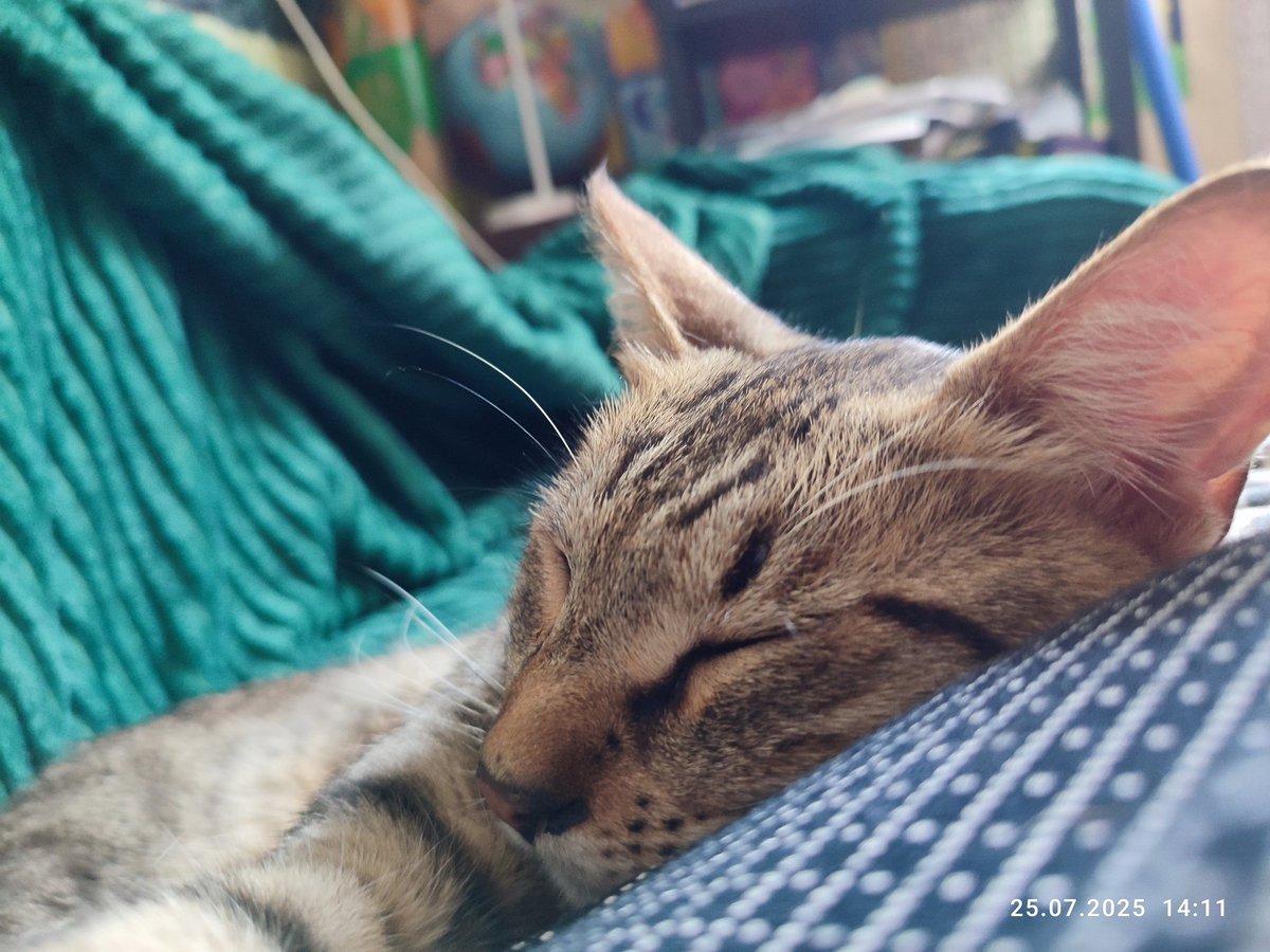 Irina61032137's tweet image. Ревнощі до хазяїна в котів виглядають саме так)
Мурчик був улюбленцем, а тут з'явилася Муся)
Мурчик за звичкою хотів вдягатися на живіт, а тут купа приборів (Холтер)
#Херсон
#котикимуркотики
