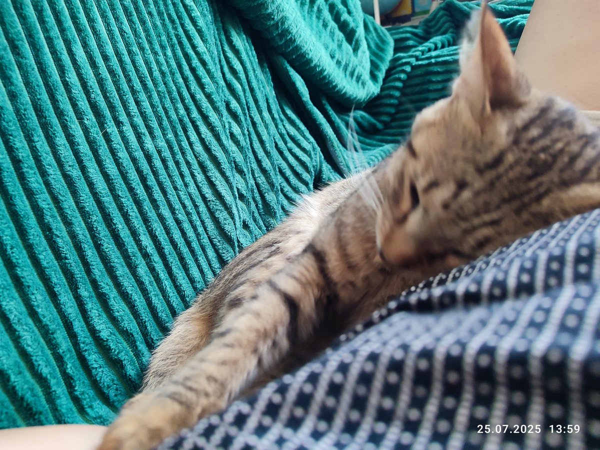 Irina61032137's tweet image. Ревнощі до хазяїна в котів виглядають саме так)
Мурчик був улюбленцем, а тут з'явилася Муся)
Мурчик за звичкою хотів вдягатися на живіт, а тут купа приборів (Холтер)
#Херсон
#котикимуркотики