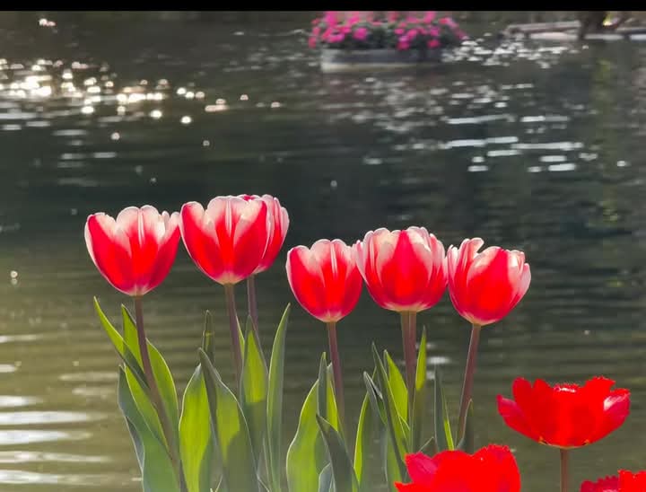 YaarCmert43688's tweet image. Allah, dilleri ile söylemedikçe veya fiiliyata dökmedikçe ümmetimi, gönüllerinden geçirdikleri şeylerden dolayı hoş görür (hesaba çekmez).
(Müslim, Îmân, 201)
Serhend Takvim