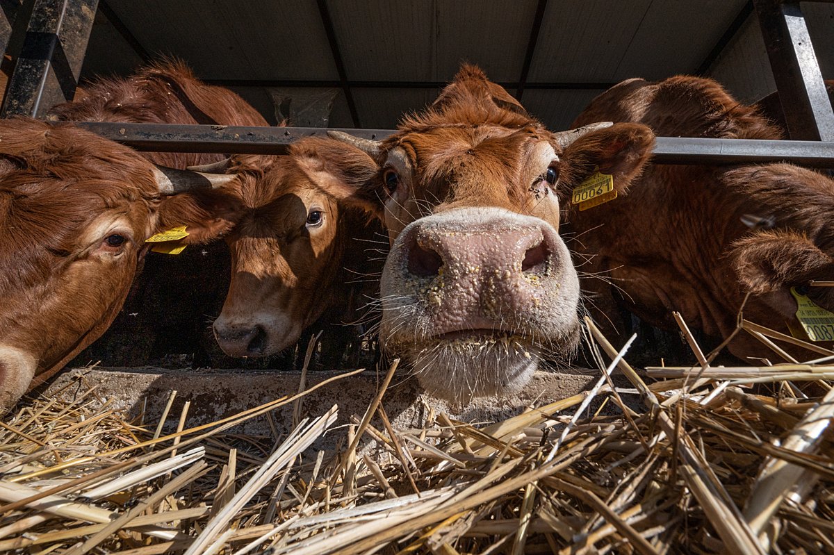 🚨 Just Published: <a href="/EFSA_EU/">EFSA</a> Opinion &amp; Technical Report on the Welfare of Beef Cattle.

📚A science-based overview of key welfare risks, practices, and areas for improvement.

🔗efsa.europa.eu/en/efsajournal…