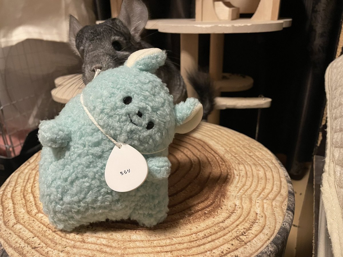GunuchuKutachu's tweet image. ちらっ