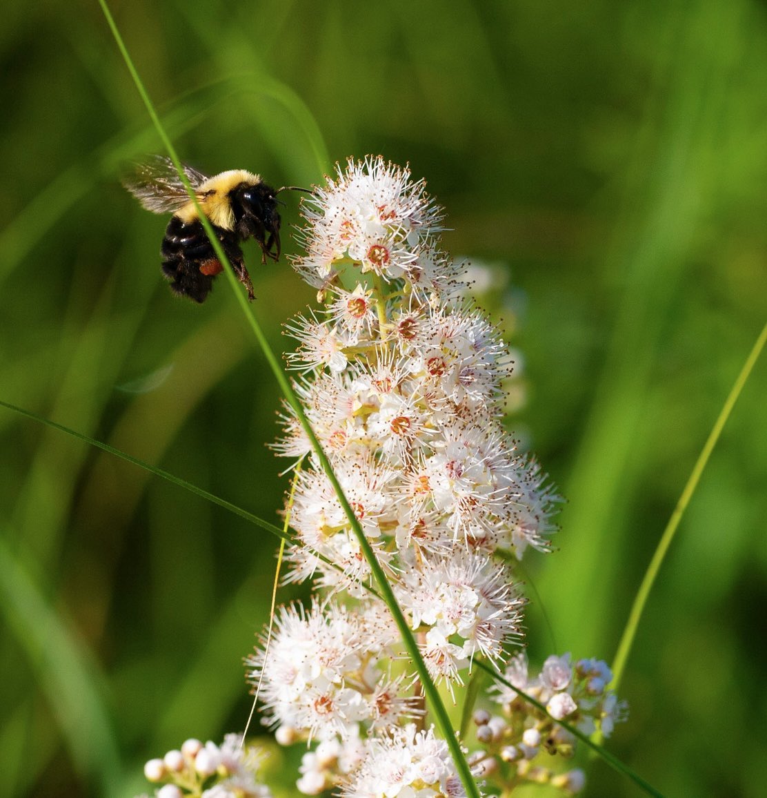 Flower Friday! The fuzzy looking flowers of White Meadowsweet are important to pollinators like native bumblebees. The 2nd photo illustrates this as the flowers are being photobombed by a Half-black Bumblebee. #wildflowers #flowers #bees #pollinators #northdakota #prairie