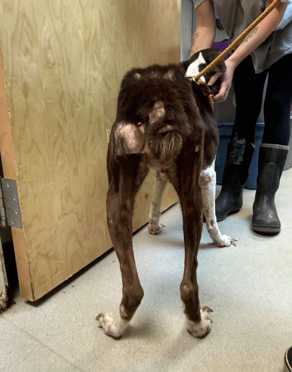 RescueCoop's tweet image. Pals!
It’s $5 Friday!
This week we saved Misty!
About 10 yo, neglected &amp;amp; emaciated, she didn’t deserve to be killed in a shelter.
We don’t think Misty has EVER known she matters.
Let’s show her!
If you have a few 💵 ta spare for her vet care, we thank you!
rescuecoop.org/donate