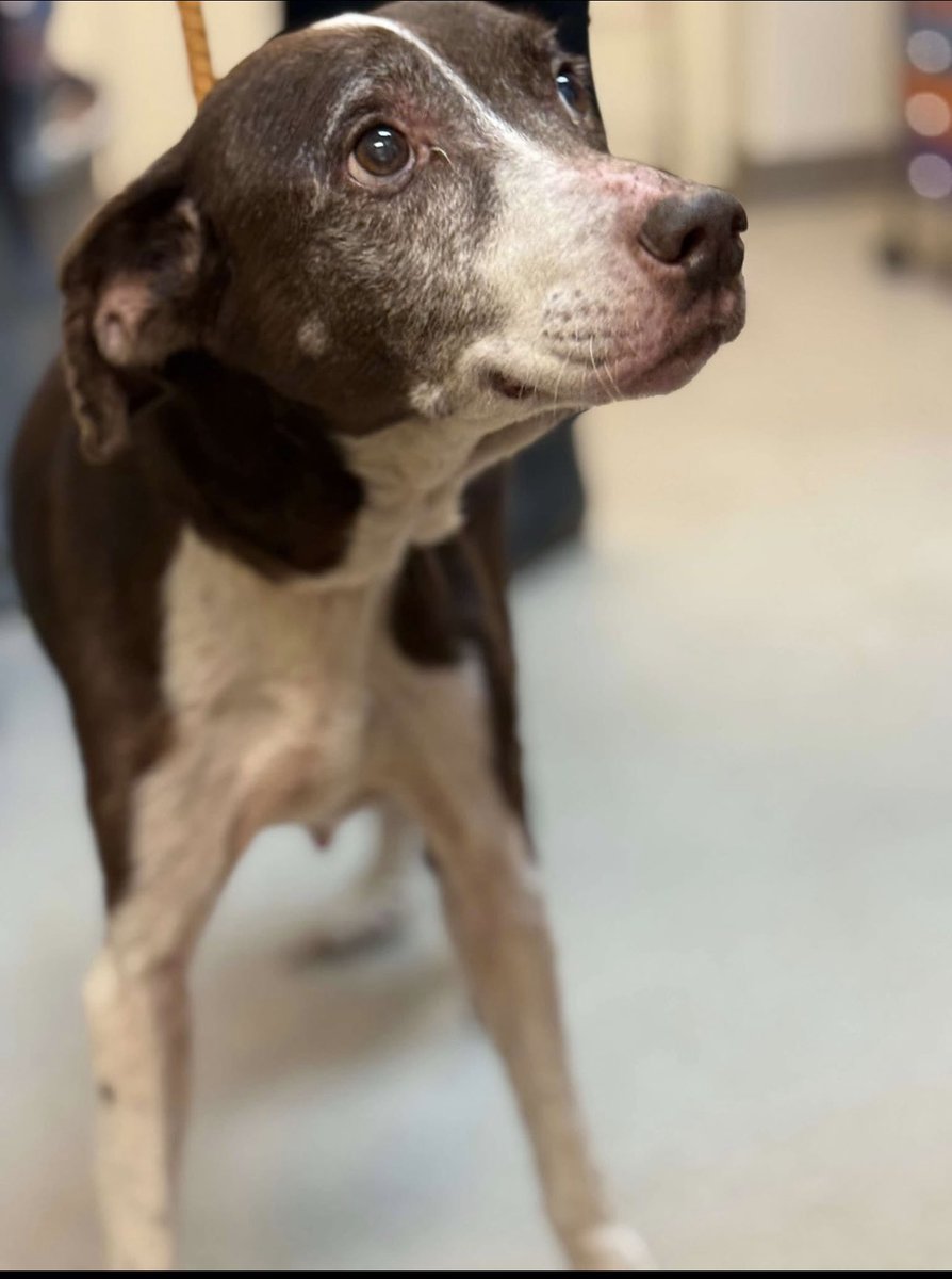 RescueCoop's tweet image. Pals!
It’s $5 Friday!
This week we saved Misty!
About 10 yo, neglected &amp;amp; emaciated, she didn’t deserve to be killed in a shelter.
We don’t think Misty has EVER known she matters.
Let’s show her!
If you have a few 💵 ta spare for her vet care, we thank you!
rescuecoop.org/donate